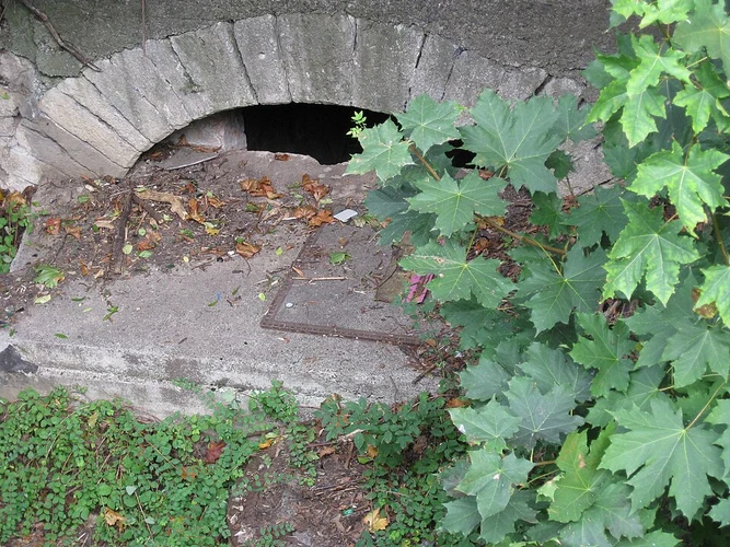 Osteroder Stadtwald and Vogelpark Loop via Nasser Weg Loop