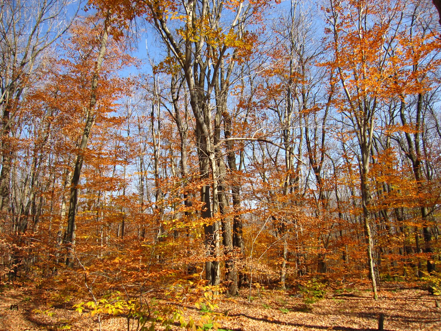 An image depicting the trail John P Saylor - North Loop Trail and its surrounding area.