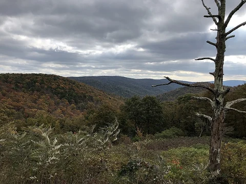 An image depicting the trail Paine Run Trail and its surrounding area.