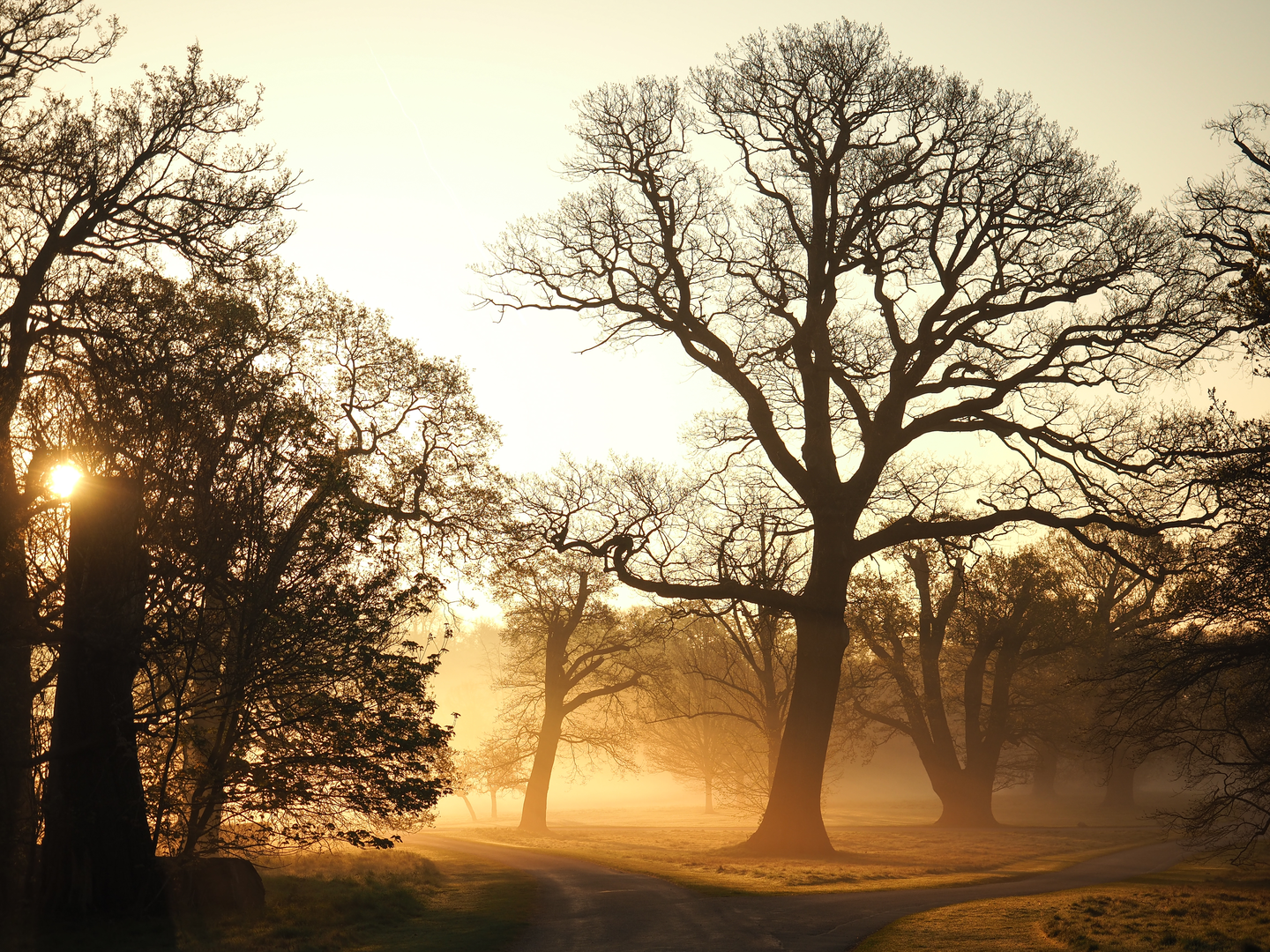 An image depicting the trail Windsor and Runnymede and its surrounding area.