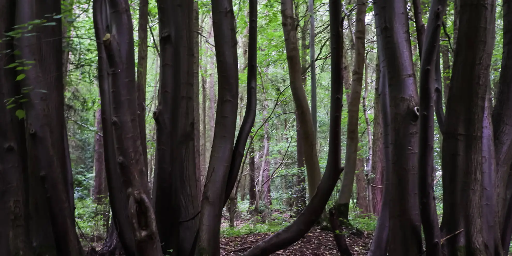 An image depicting the trail Nuneaton Rotary Walk and its surrounding area.