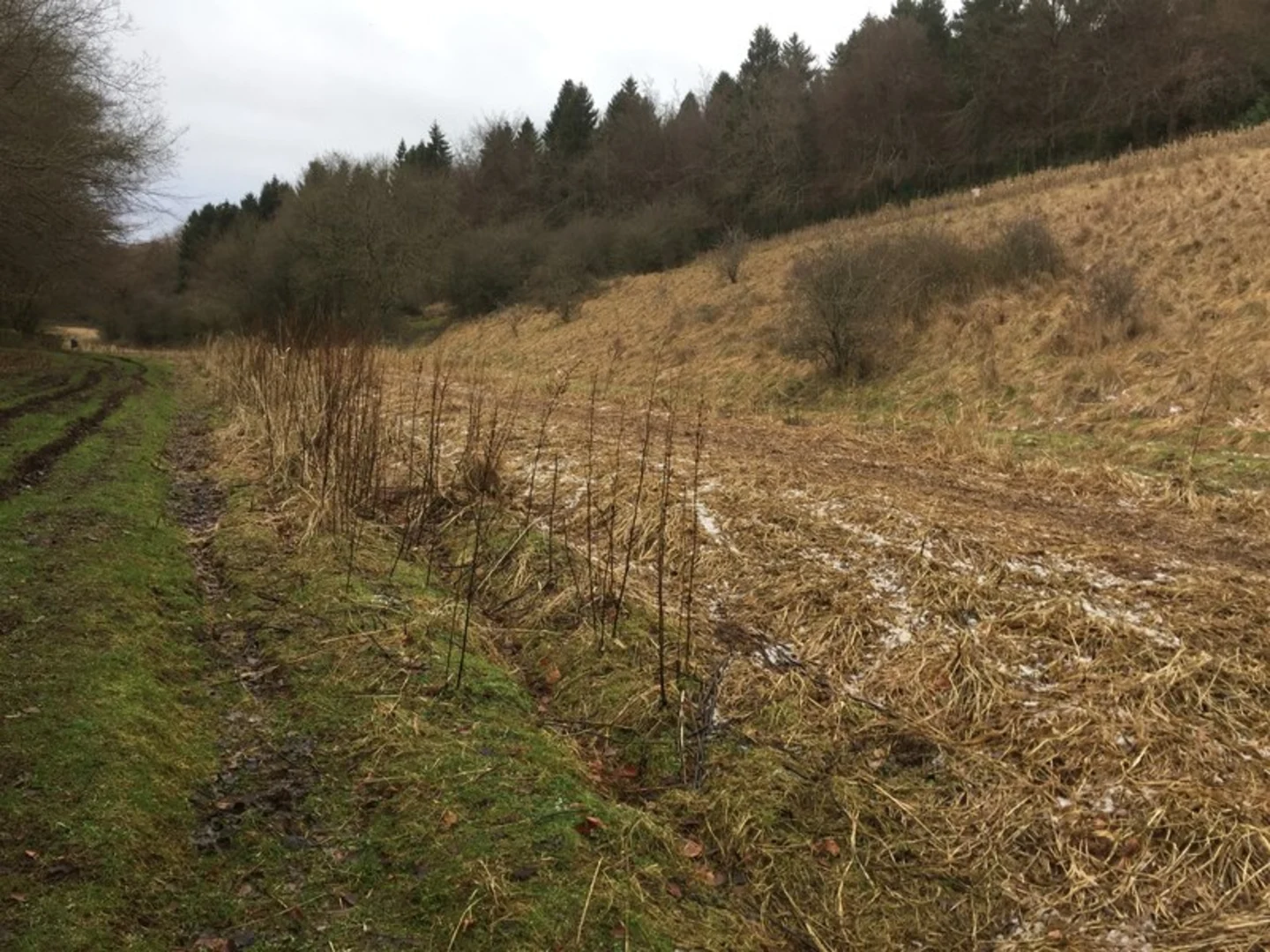 An image depicting the trail Cowley Loop and its surrounding area.
