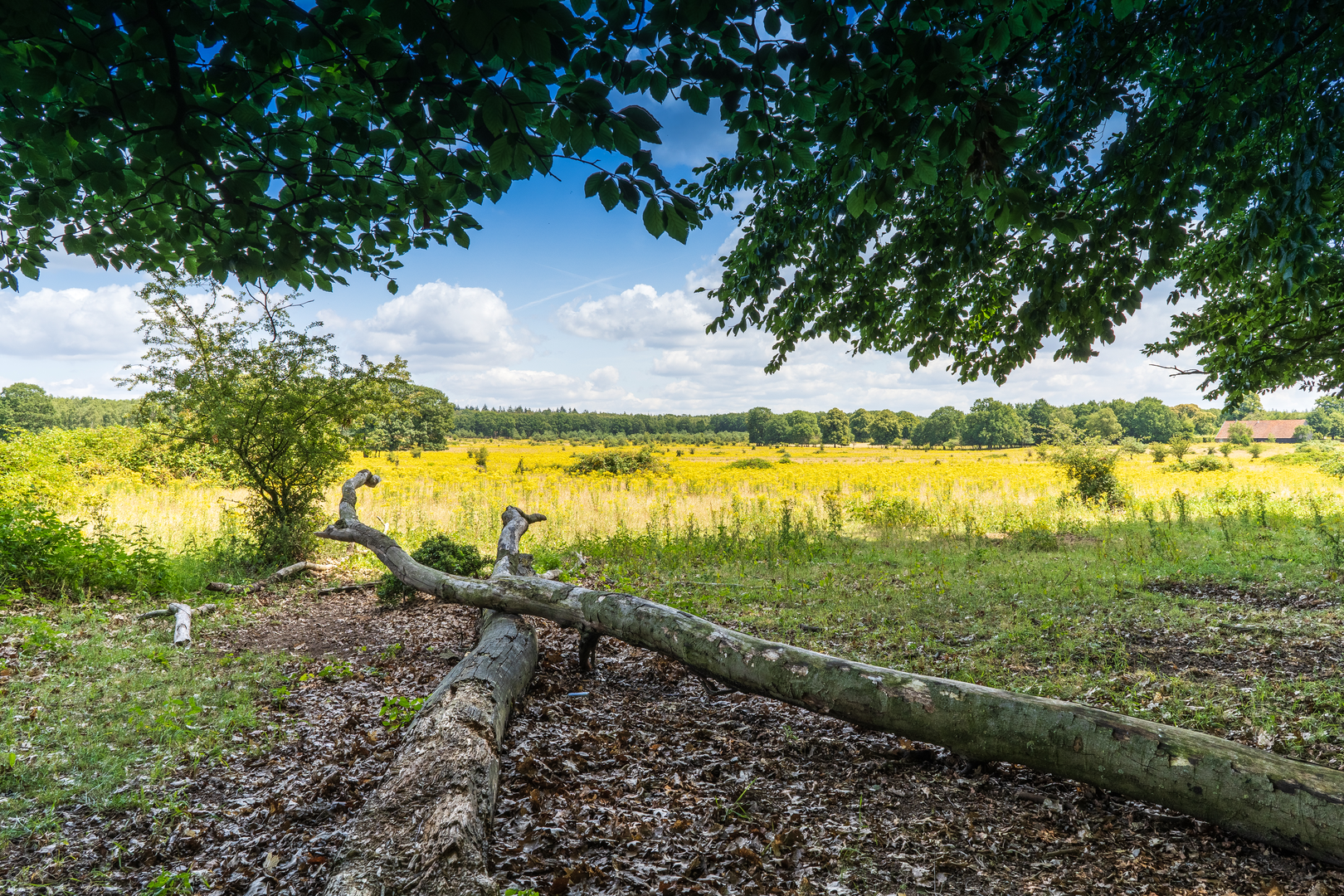 An image depicting the trail Kwintelooyen, Remmersteinsche Bosch and Plantage Willem Loop and its surrounding area.
