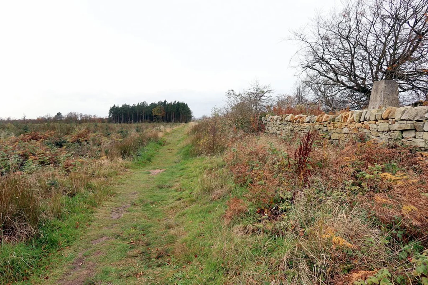 An image depicting the trail Harlow Hill to Chollerford Walk and its surrounding area.