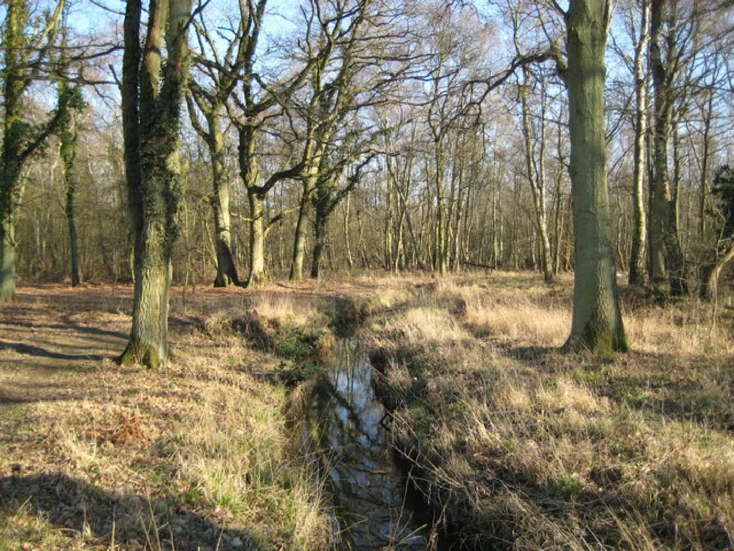 An image depicting the trail Whitmoor Common Loop and its surrounding area.