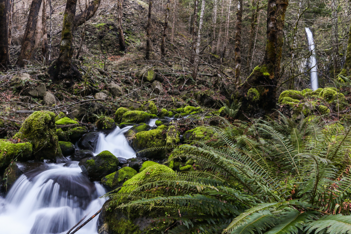 Dry Creek Falls Trail