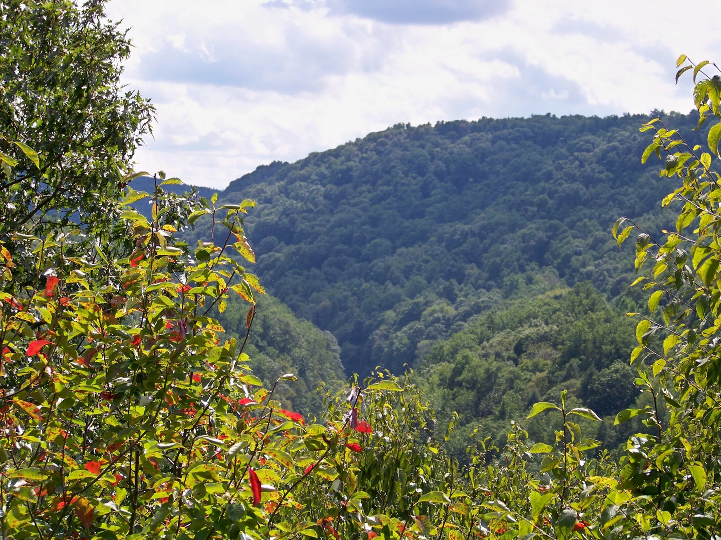 An image depicting the trail Black Loop near Bear Run and its surrounding area.