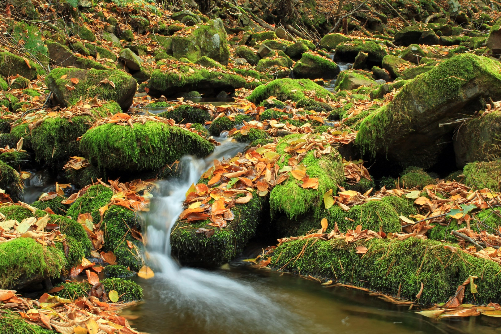 An image depicting the trail Dry Hollow Trail and Mid-State Trail Loop from Castle Rocks and its surrounding area.