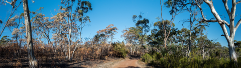 An image depicting the trail Belair National Park to Eagle on the Hill and its surrounding area.