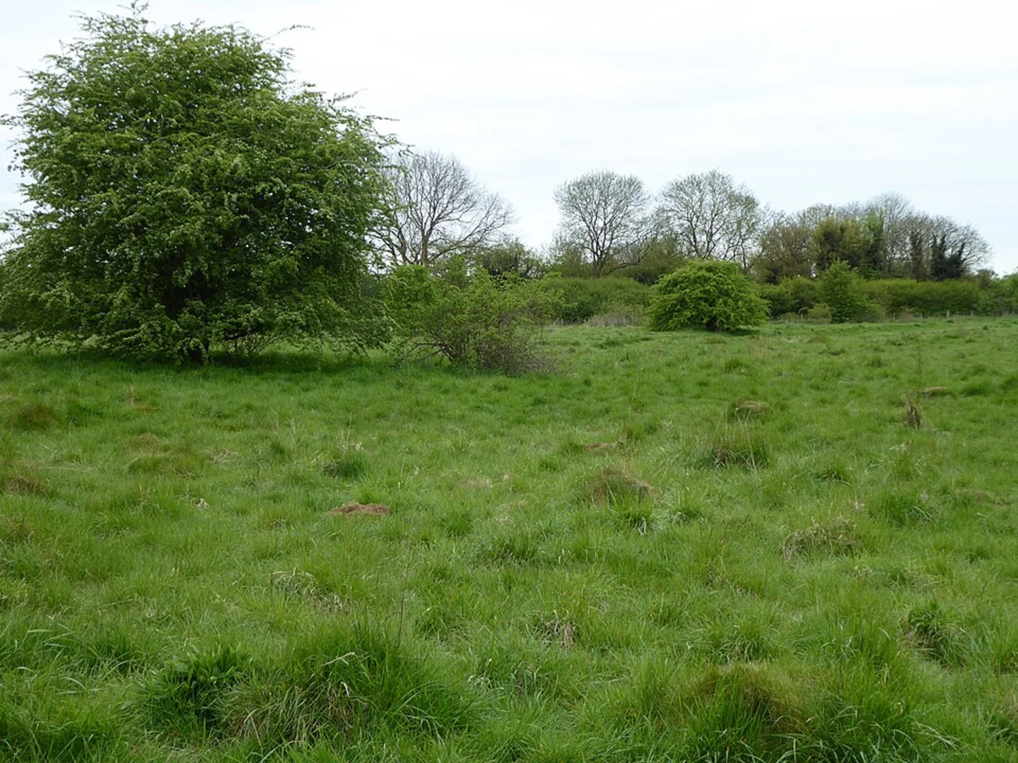 An image depicting the trail Spinney Hill and Bradlaugh Quarry Nature Reserves Loop and its surrounding area.