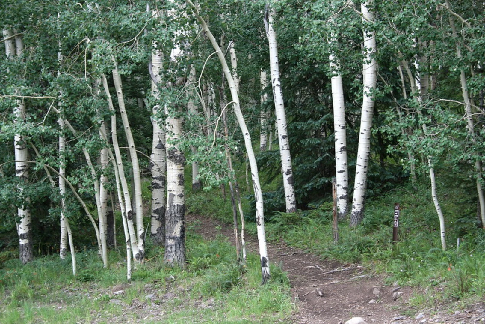 An image depicting the trail Big Lake via Valdez Trail and Willow Mountain Trail and its surrounding area.