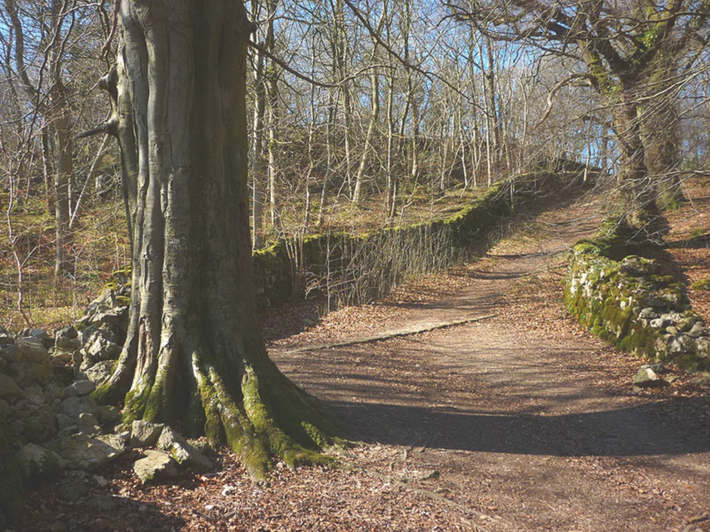 An image depicting the trail Warton Crag Loop Walk and its surrounding area.
