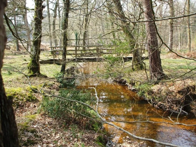 Amberwood Inclosure Loop - Fritham