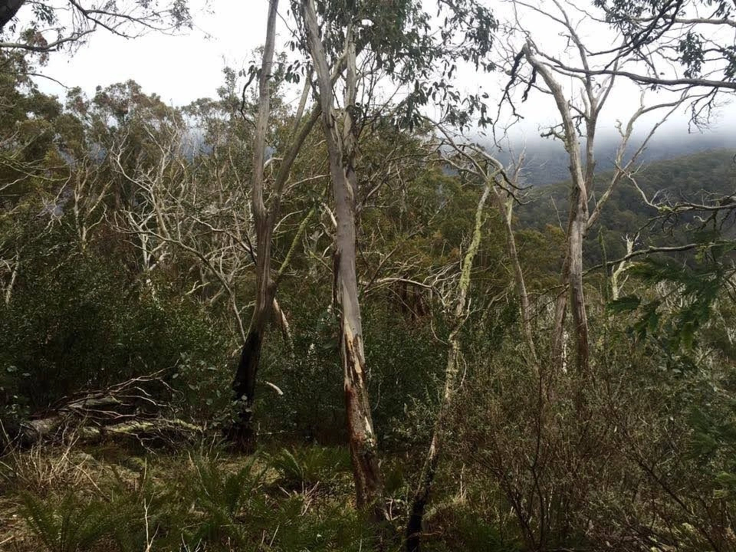 An image depicting the trail Mount Torbreck Trail and its surrounding area.
