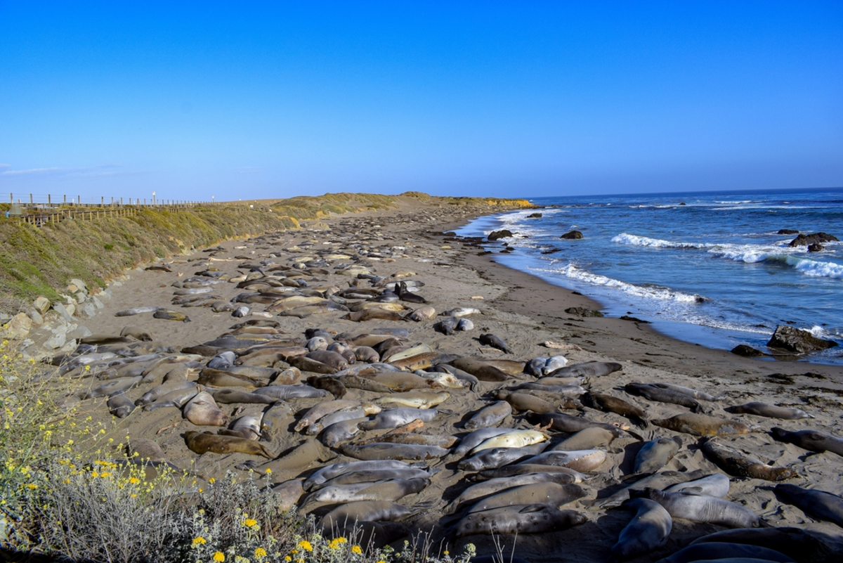 Coastal Trail and El Camino del Mar Loop