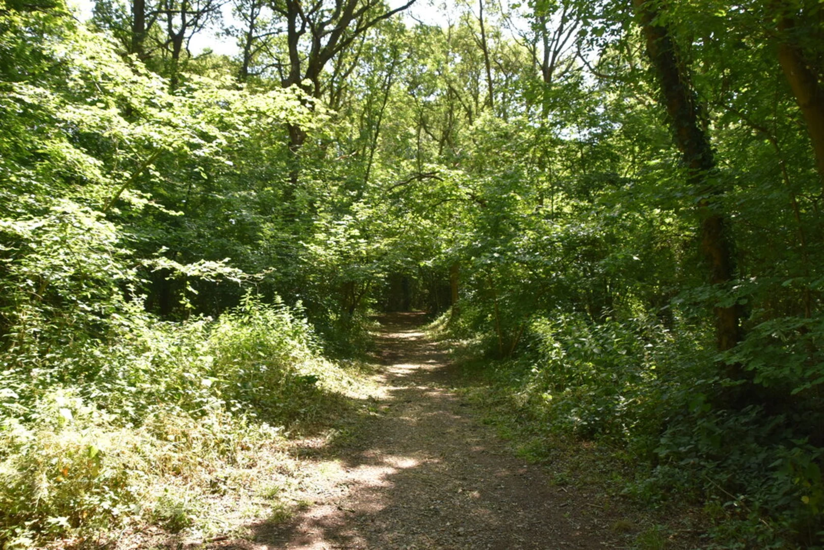 An image depicting the trail Hurst Green, Merle Common and Lingfield Loop and its surrounding area.