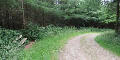 An image depicting the trail Lacken Hill & Dunbrody Forest Trails - Scarke Loop and its surrounding area.