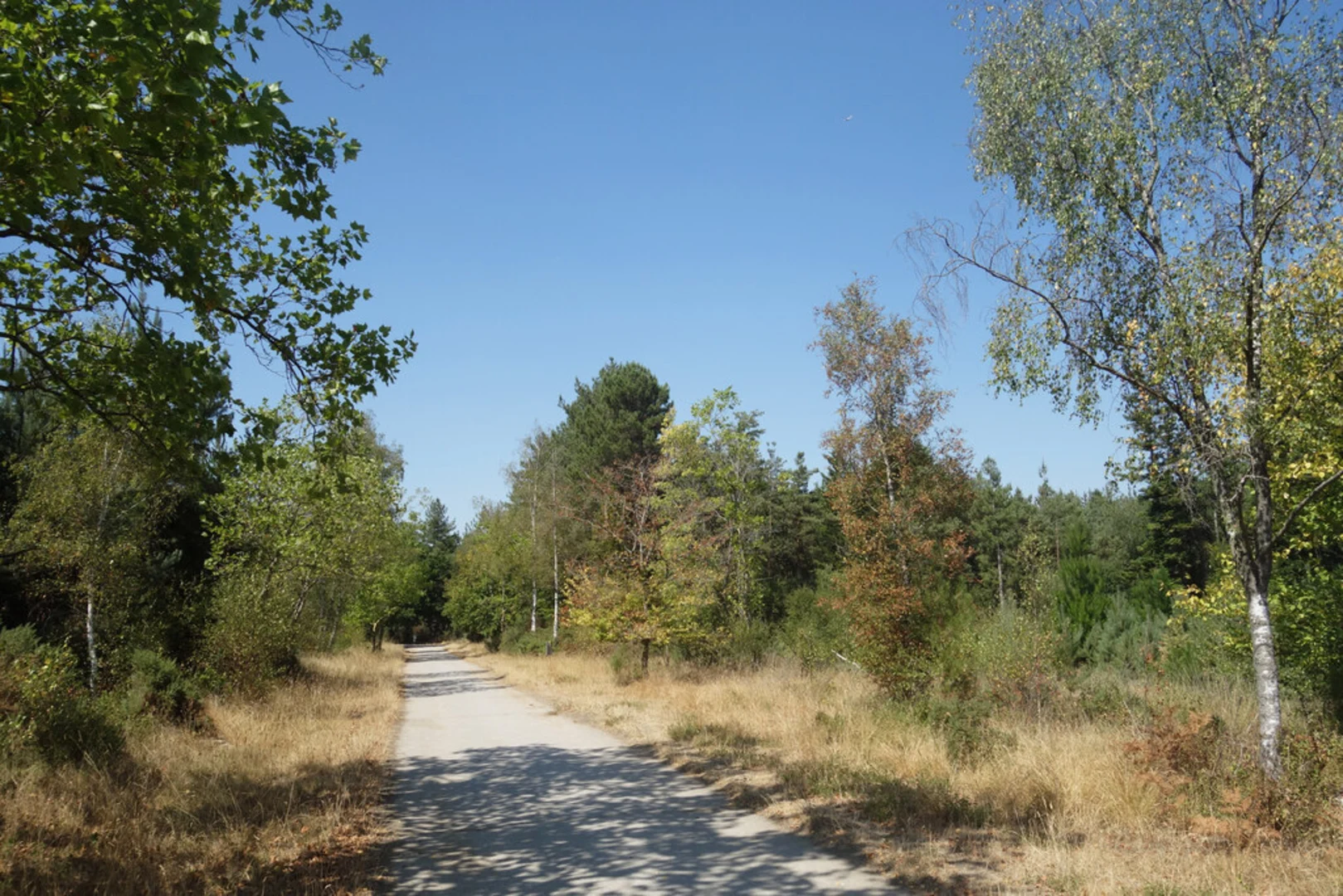 An image depicting the trail Bramshill Forest and its surrounding area.