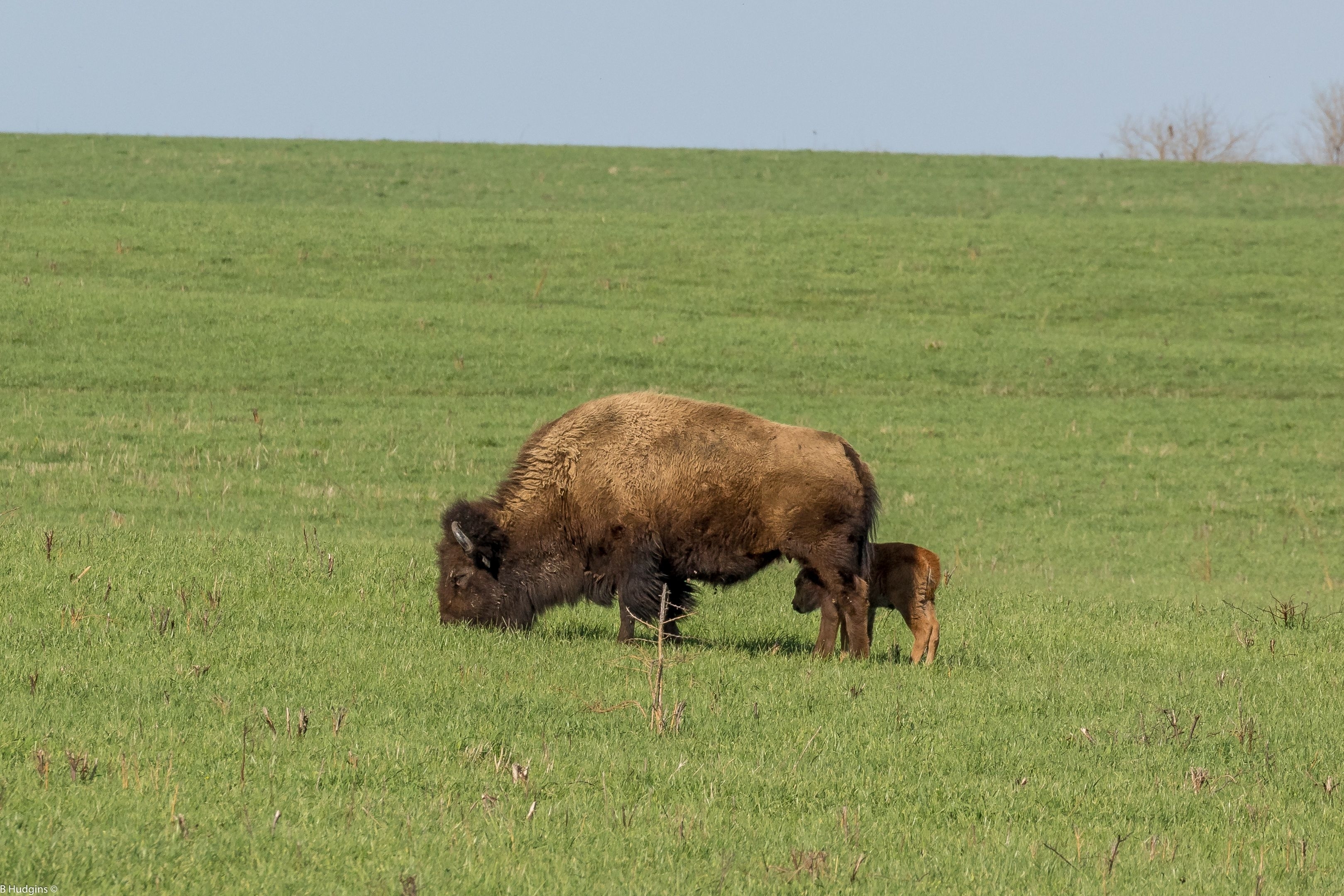 An image depicting the trail Midewin National Tallgrass Prairie and its surrounding area.