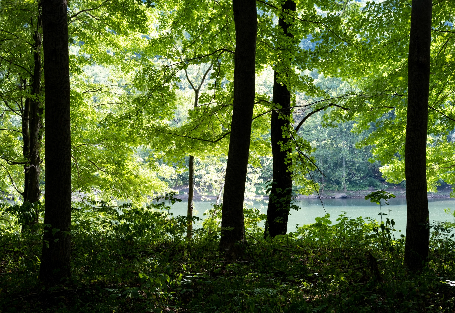 An image depicting the trail Kiskiminetas River via Roaring Run and its surrounding area.