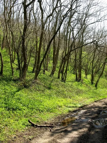 West Hill Plantation and Drewton Wold via High Hunsley Circuit