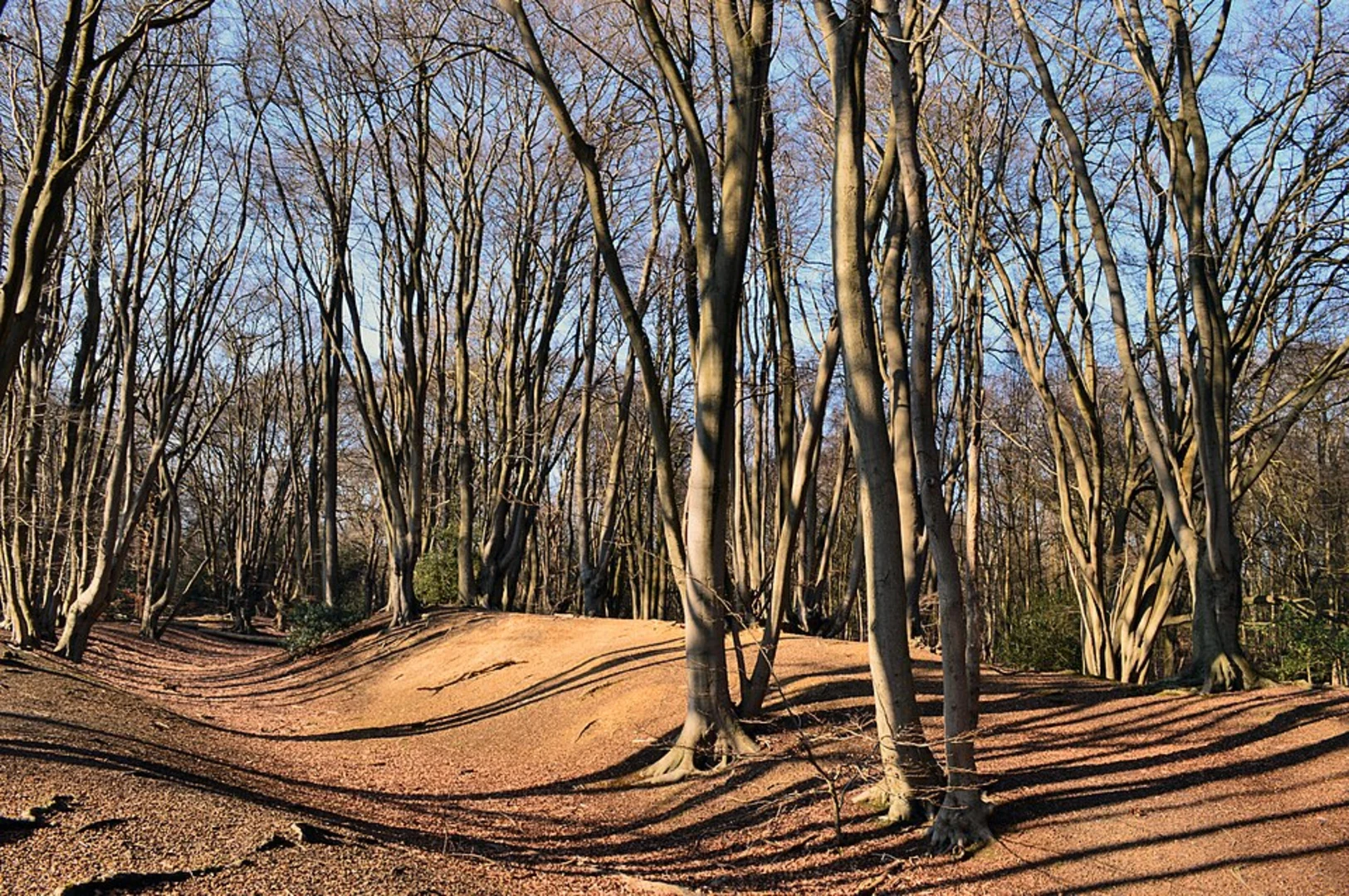 An image depicting the trail Theydon Bois - Ivy Chimneys and Debden Green Loop and its surrounding area.