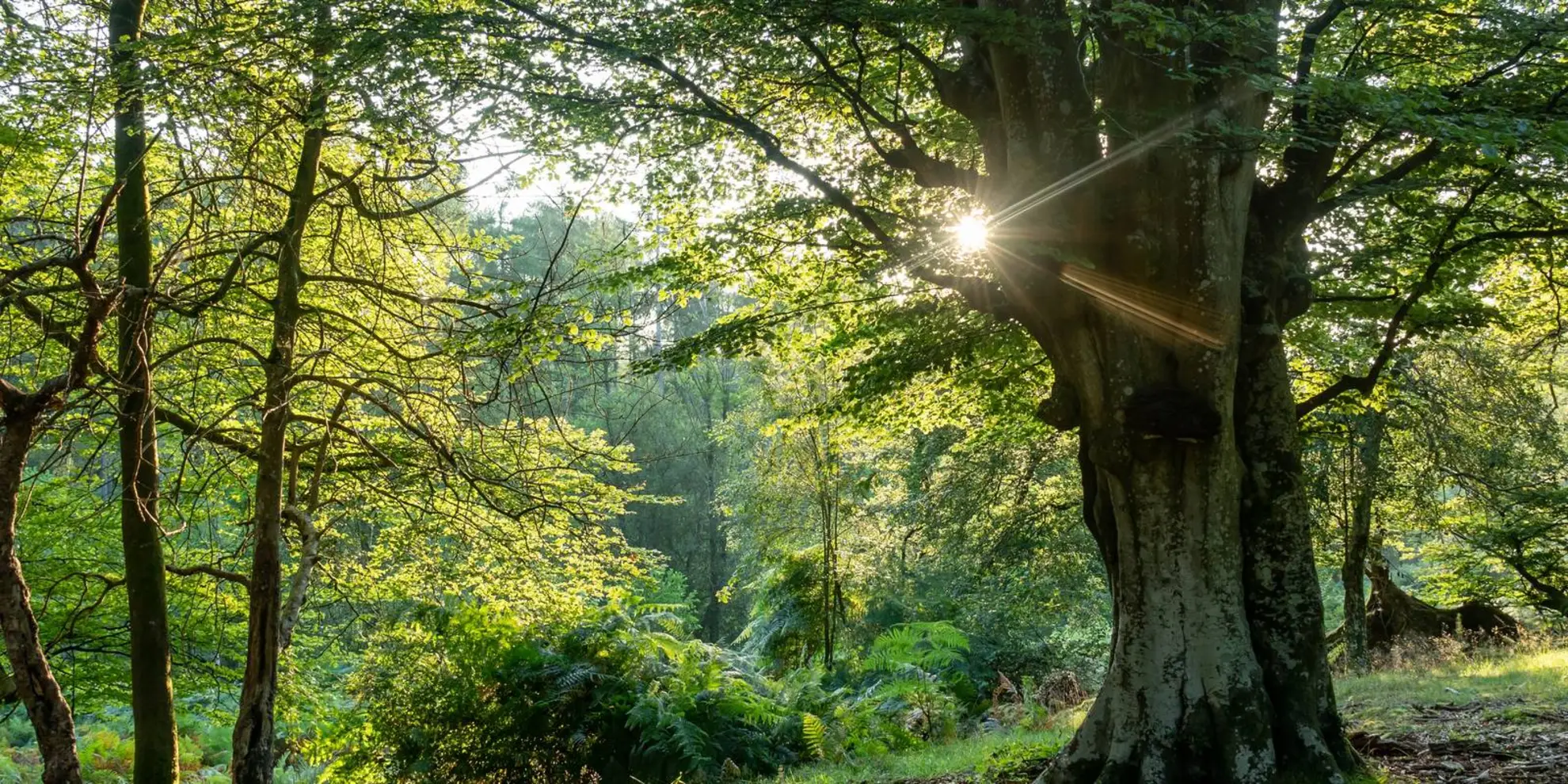 An image depicting the trail Bolderwood and Canadian Memorial and its surrounding area.