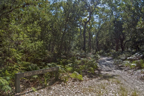 Red Gum Trail