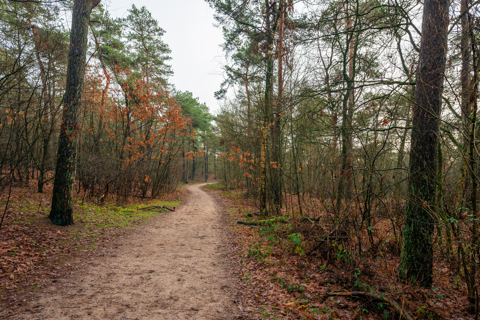 An image depicting the trail Boswachterij Staphorst Loop and its surrounding area.