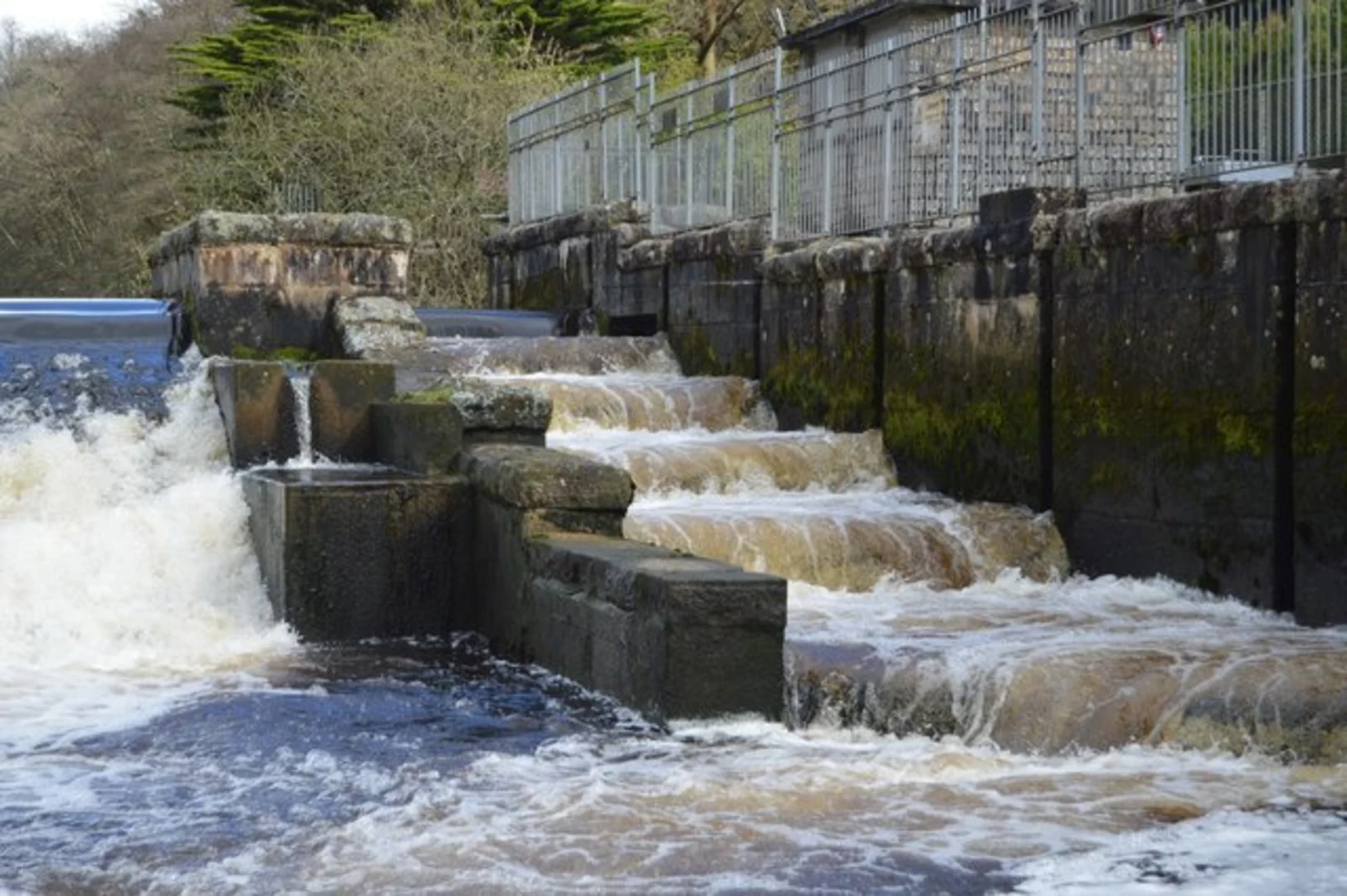 An image depicting the trail Lopwell Dam Loop and its surrounding area.