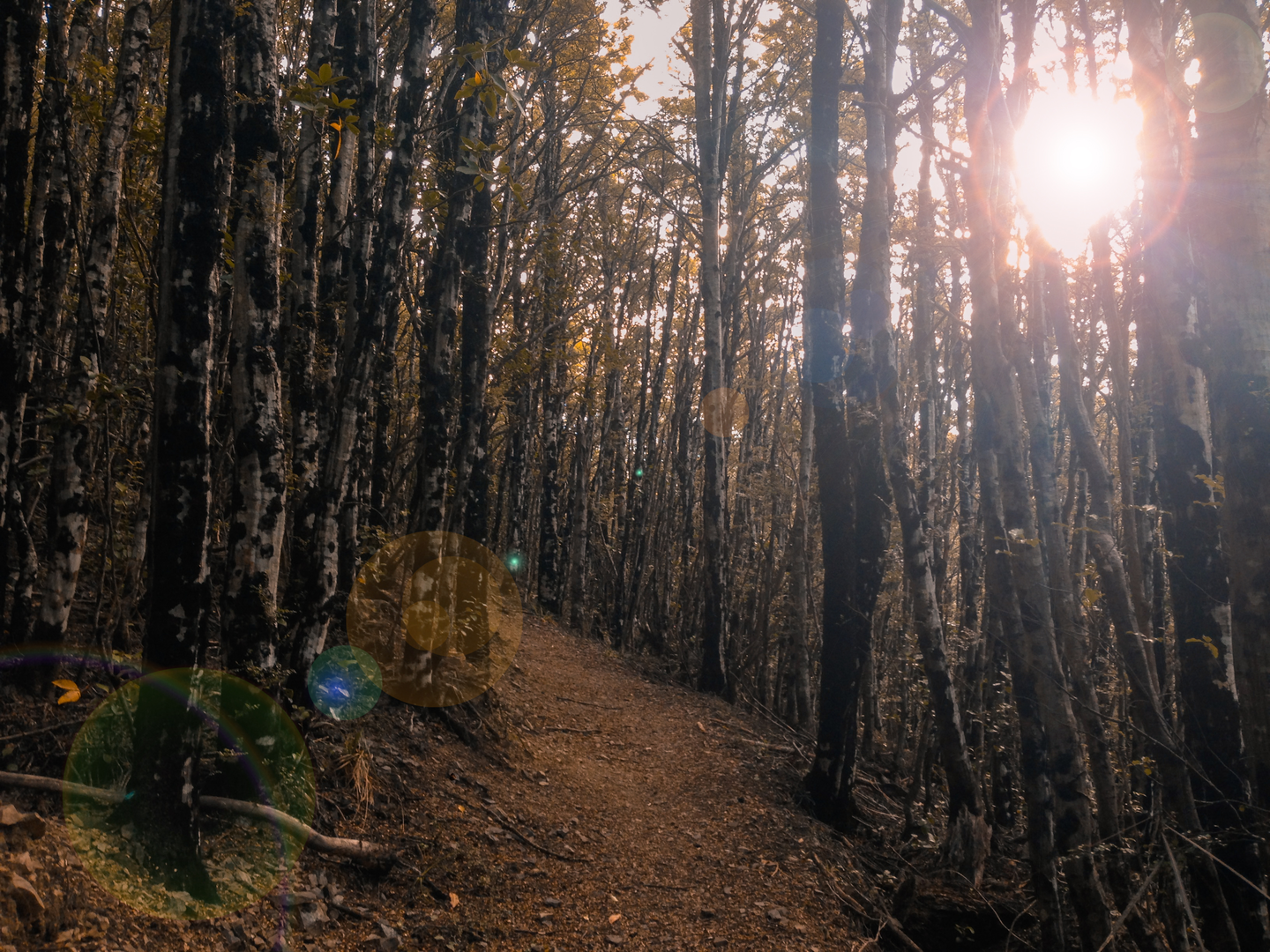 An image depicting the trail Mount Hutt Forest Walk - Ridge Track and its surrounding area.