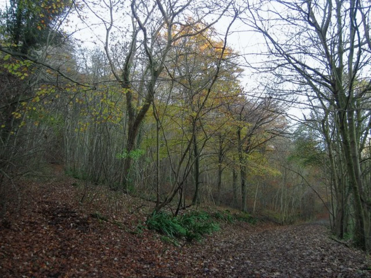 An image depicting the trail Friston Forest Loop - Westdean and its surrounding area.