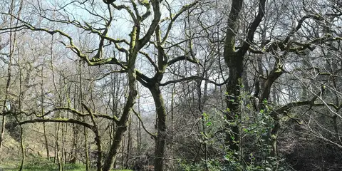 Coombs Ridge - Cown Edge from Broadbottom