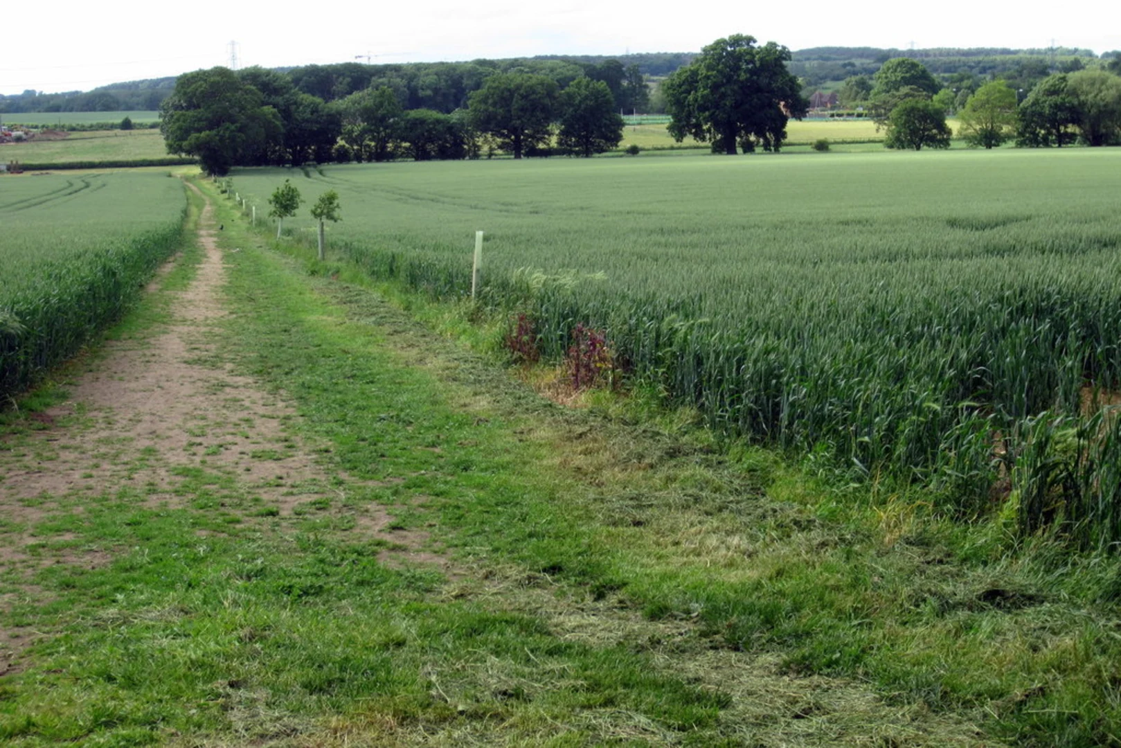 An image depicting the trail Flitwick Wood and Plantation Loop and its surrounding area.