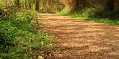 An image depicting the trail Colligan Wood - Inchadrisla Loop and its surrounding area.