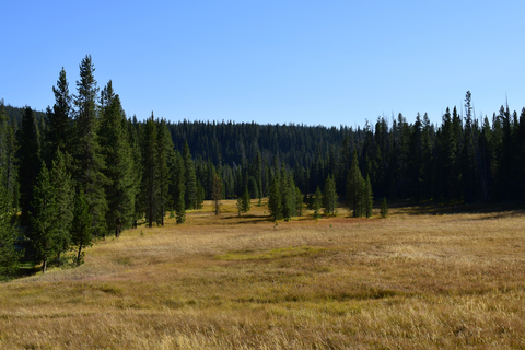 An image depicting the trail Lone Star Geyser Trail and its surrounding area.