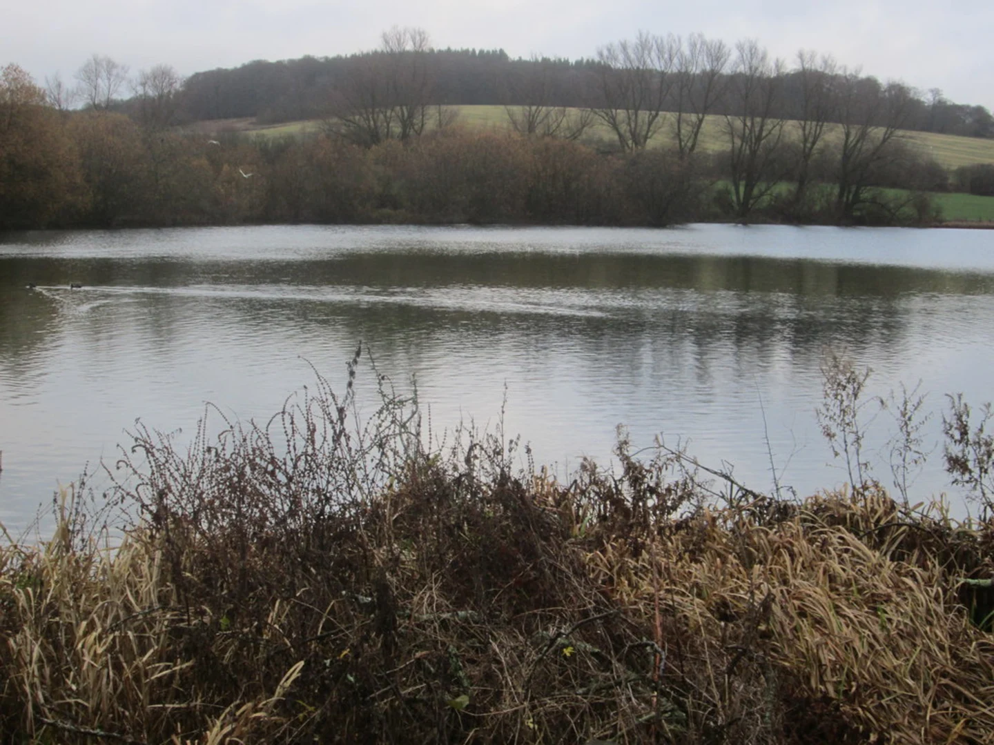An image depicting the trail Shardeloes Lake and Sandels Wood Loop and its surrounding area.