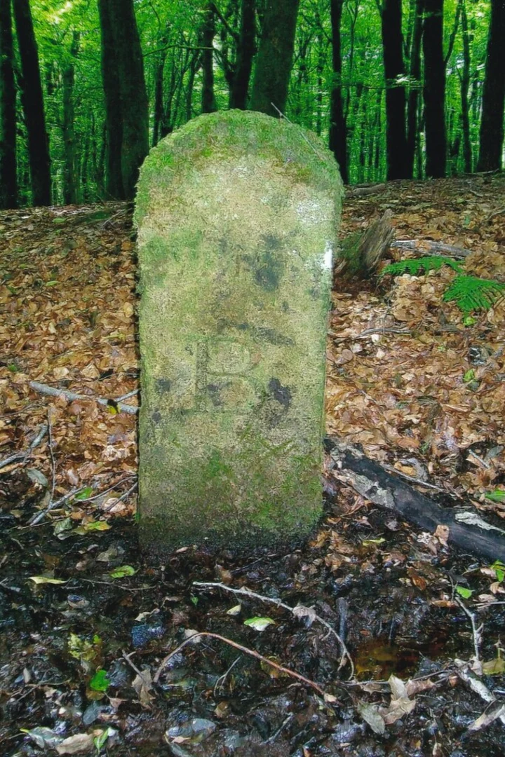 An image depicting the trail Beacon Hill Woods Walk and its surrounding area.