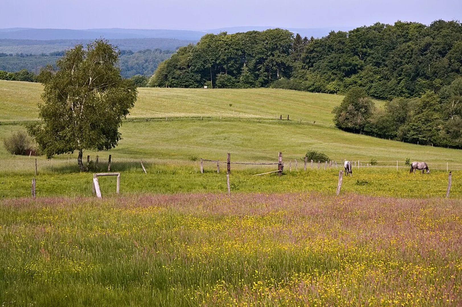 An image depicting the trail Bursweiher Badesee and its surrounding area.