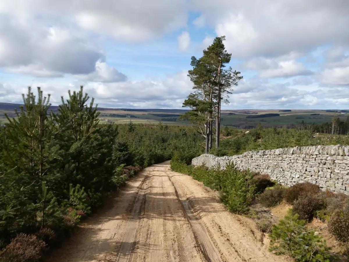 Slaley Forest Circular