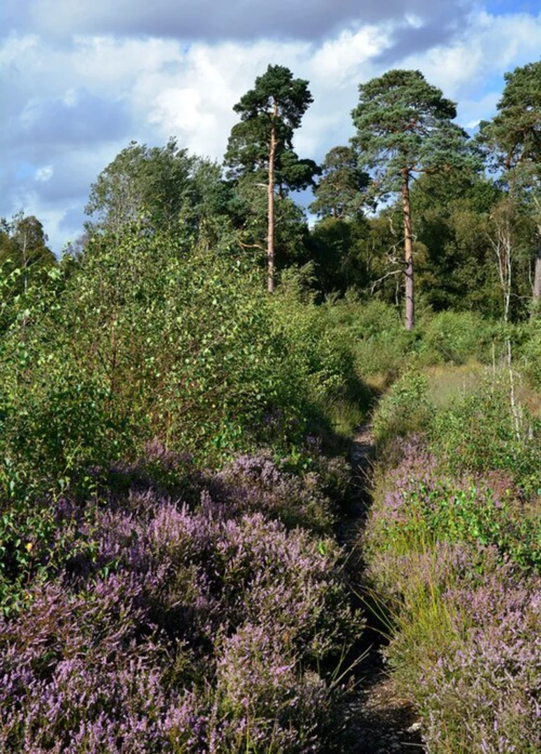 An image depicting the trail Bucklebury, Yattendon, Chanel Row Loop from Thatcham and its surrounding area.