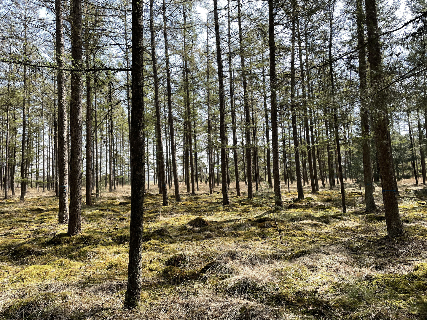 An image depicting the trail Boerrichtersesch, De Grote Zwaan and Faunebos Loop and its surrounding area.