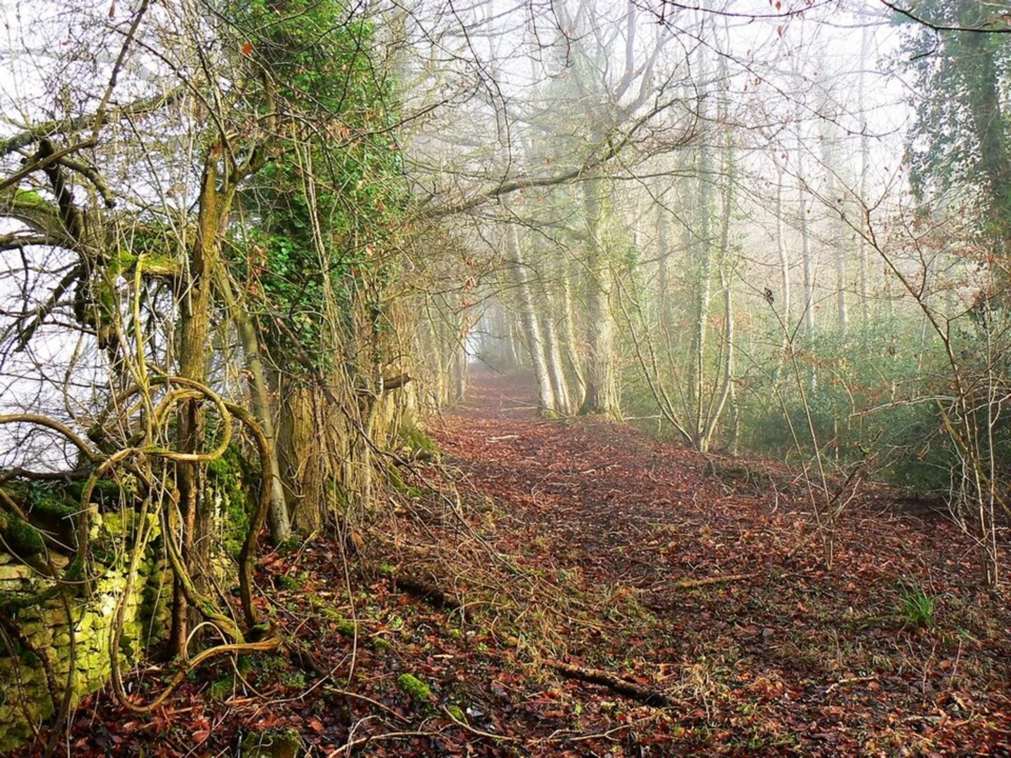 An image depicting the trail Cranham, Cooper’s and the Beechwoods and its surrounding area.