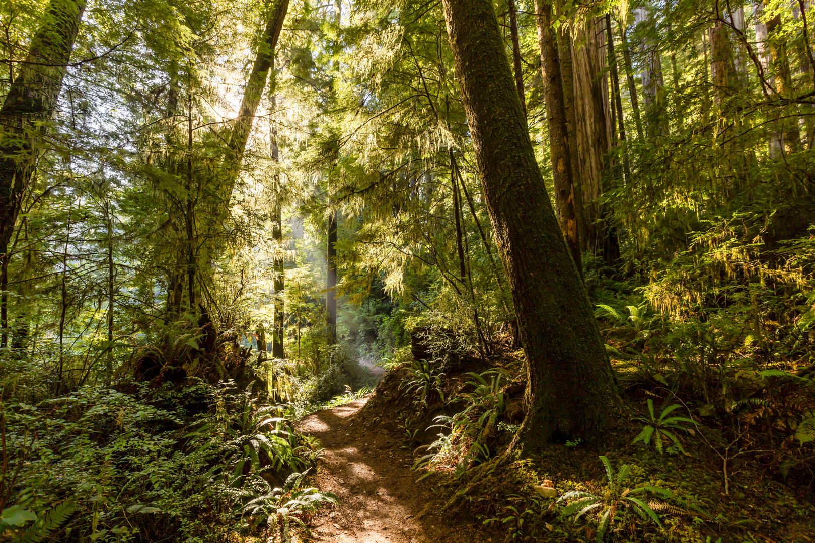 An image depicting the trail Redwood Peak Trail and its surrounding area.