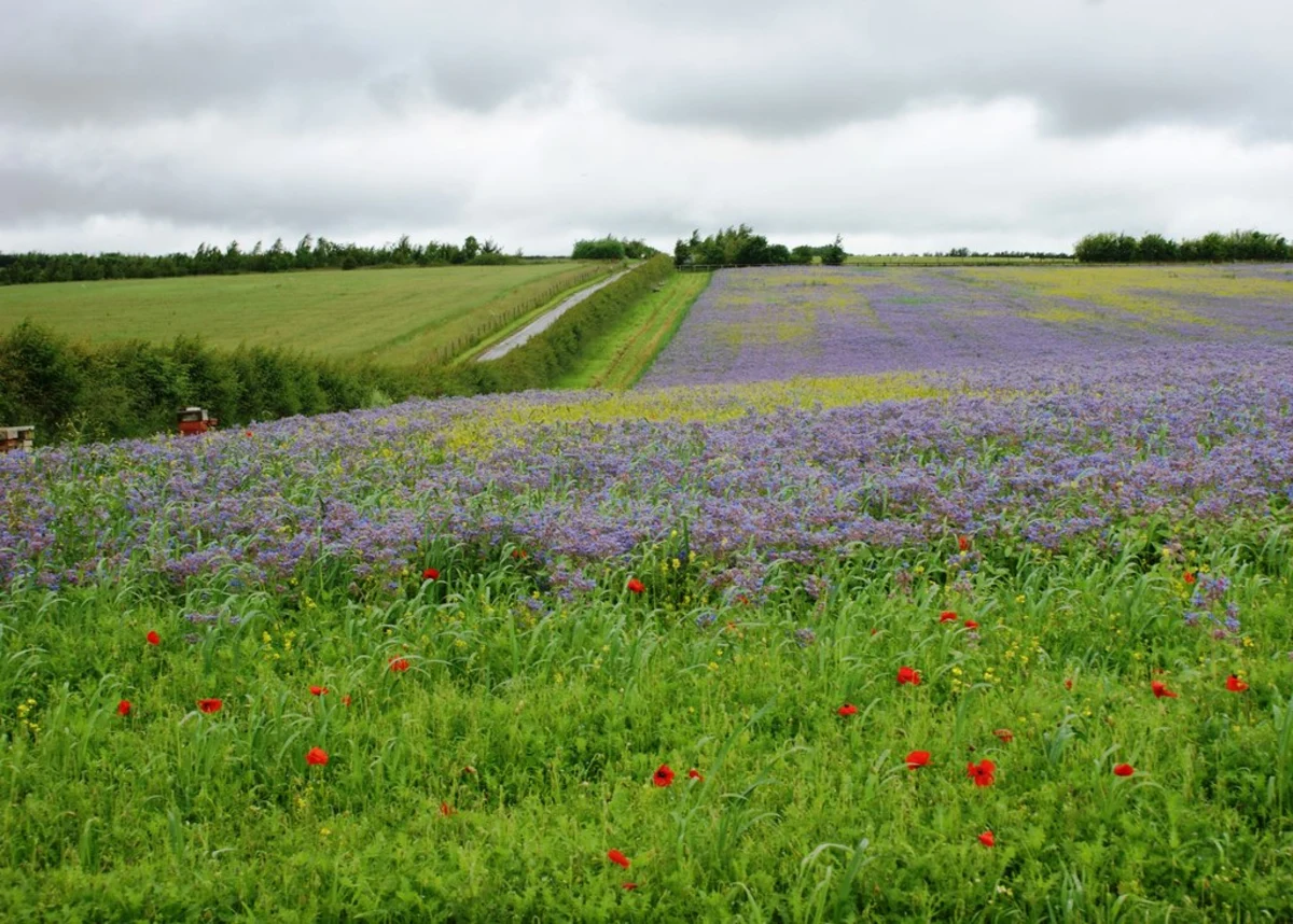 Great Shefford, Lambourn and South Fawley Loop