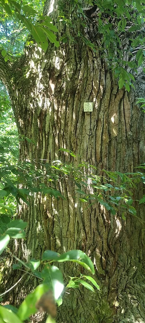 An image depicting the trail Rundweg Wendisch Lieps and its surrounding area.
