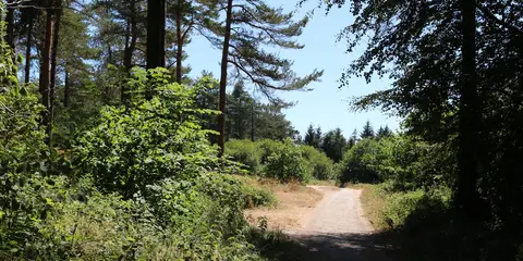 An image depicting the trail Raven Wood Loop and its surrounding area.