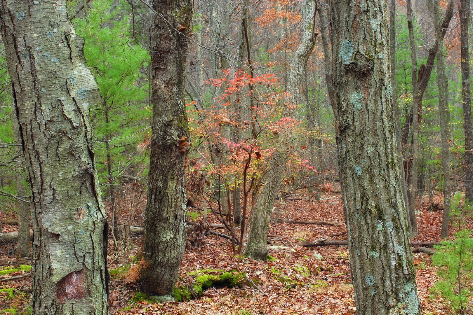 An image depicting the trail Pine Grove Road to Michaux Road via Appalachian Trail and its surrounding area.