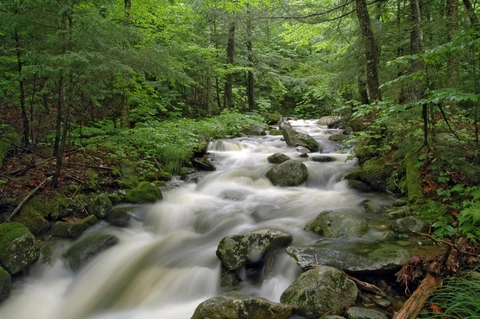 An image depicting the trail Dunn Falls via Appalachian Trail and its surrounding area.