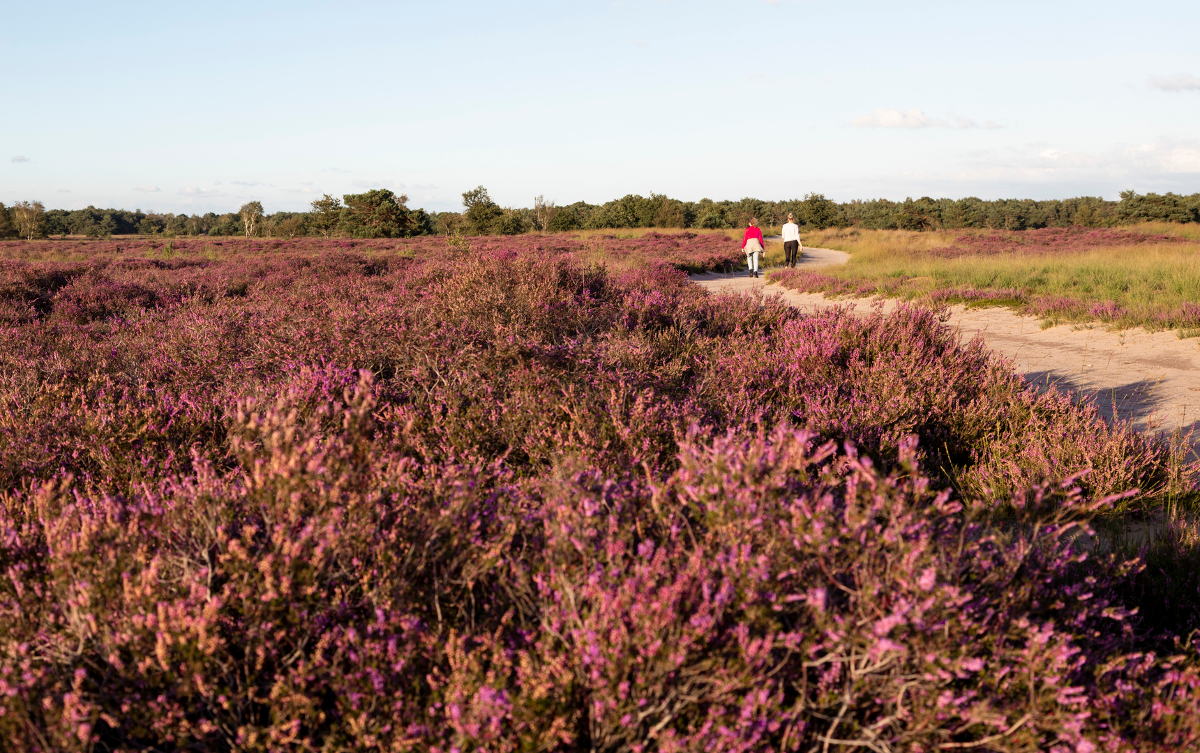 An image depicting the trail Aatsedijk, Bels Lijntje and Zwartvensepad Loop and its surrounding area.